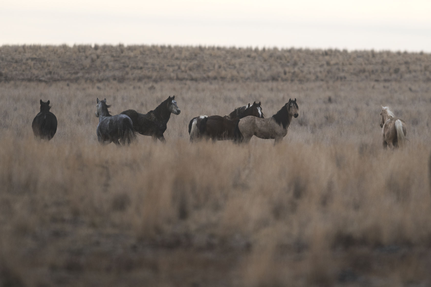 BLM releases 11 horses back into the wild